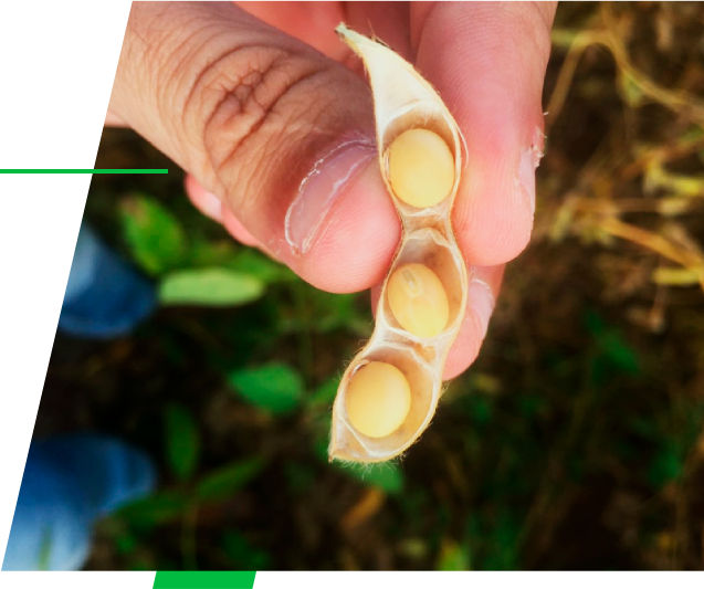 Sustentabilidade - Grupo José Pessoa | Agronegócio